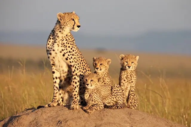 Cheetah