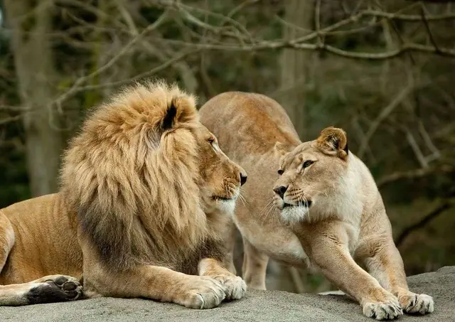 Lion