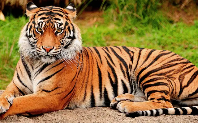 Tiger