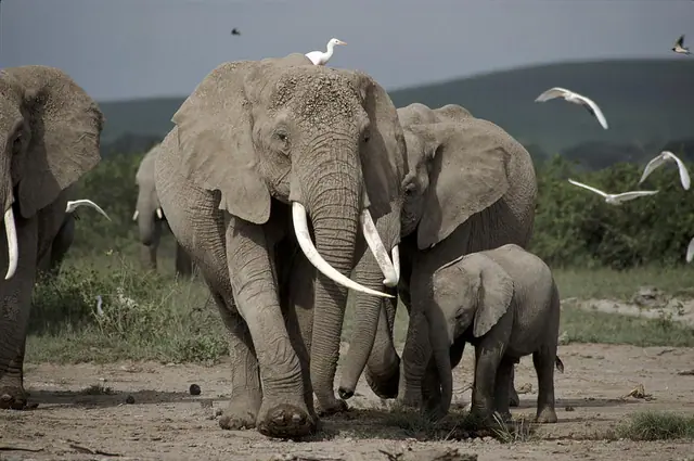 African Bush Elephant