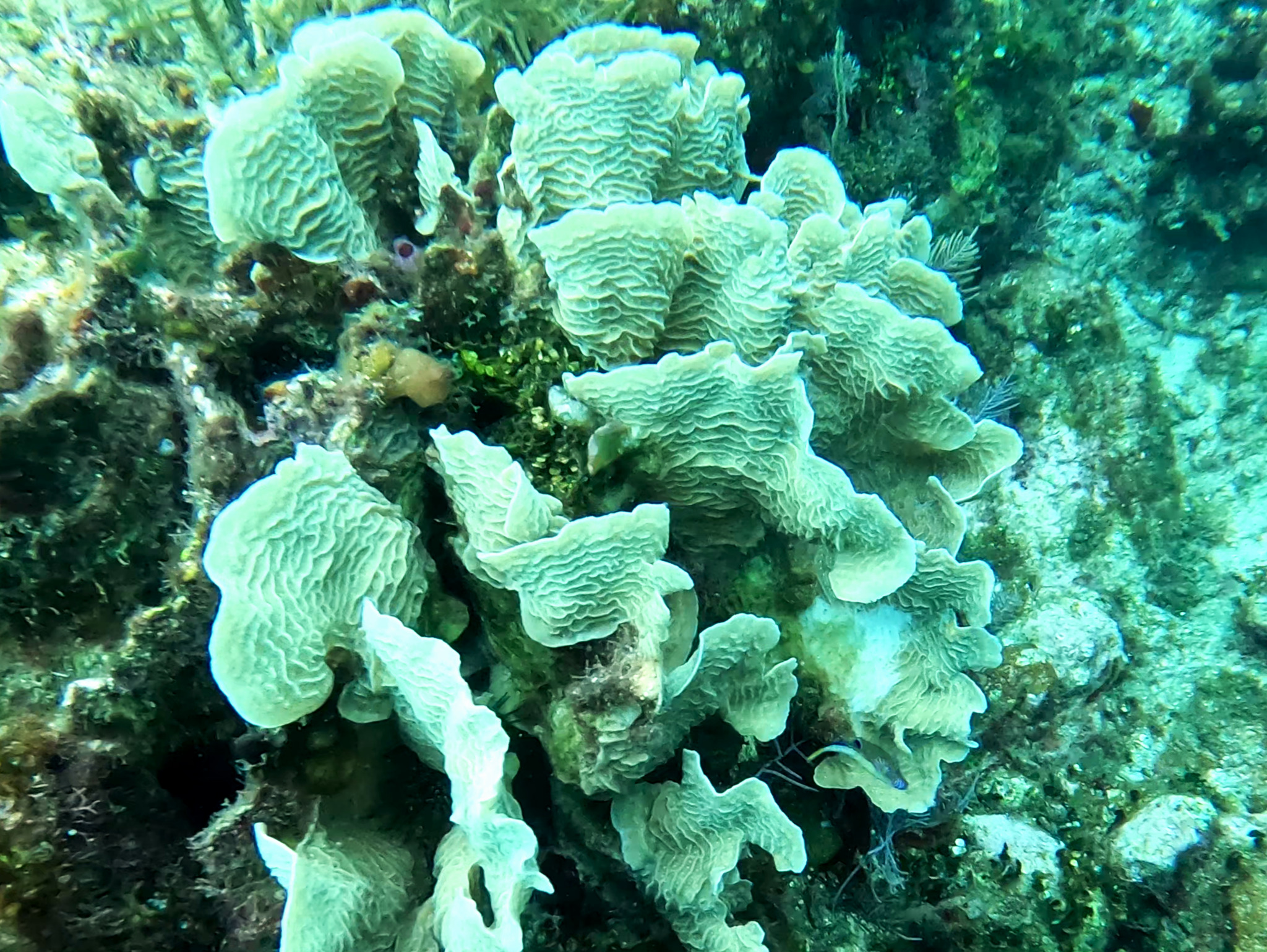 Thin Leaf Lettuce Coral