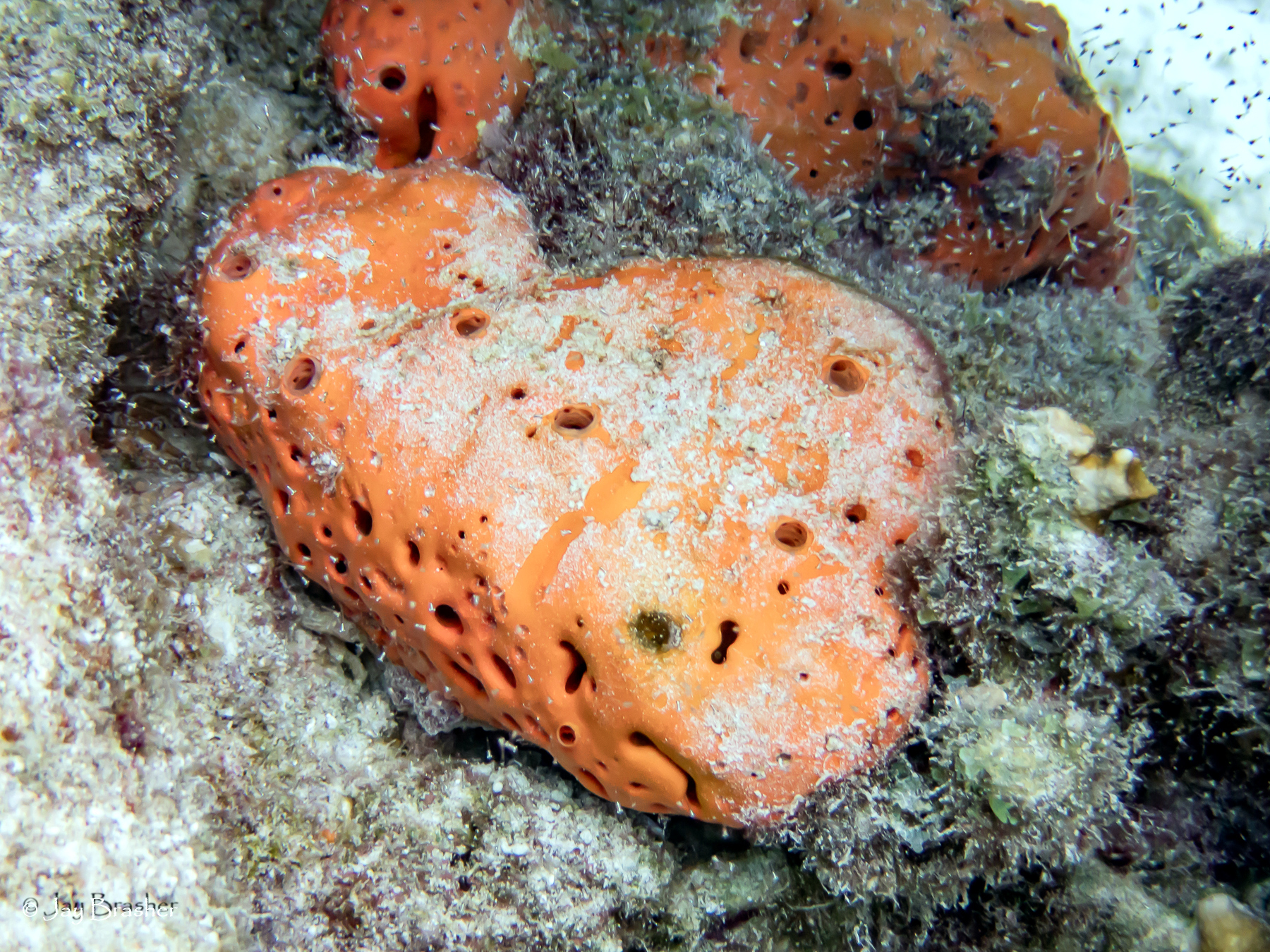 Agelas Sponge