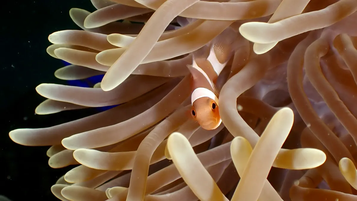 Ocellaris Clownfish