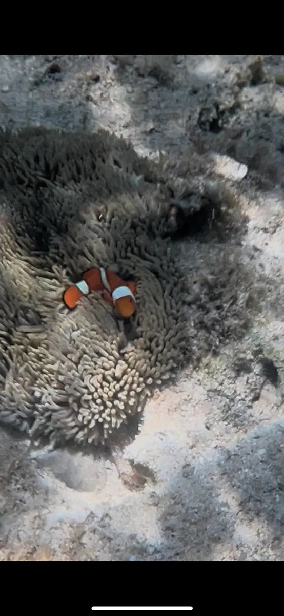 Clownfish
