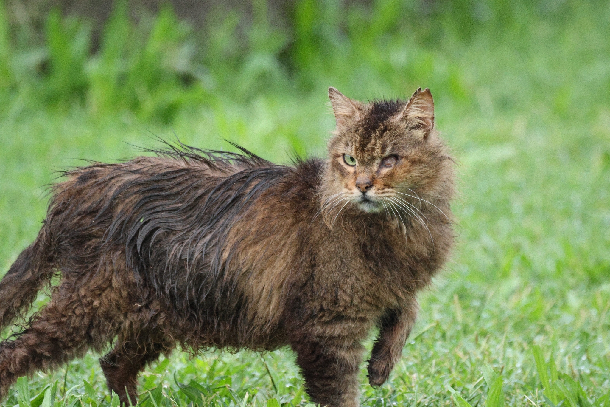 Domestic Cat