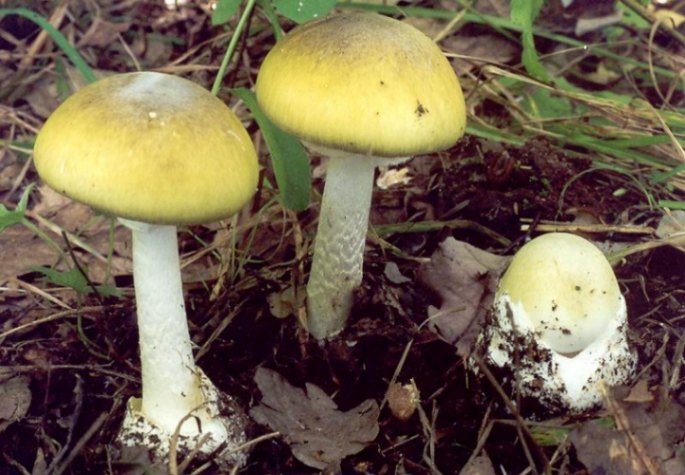 Death Cap