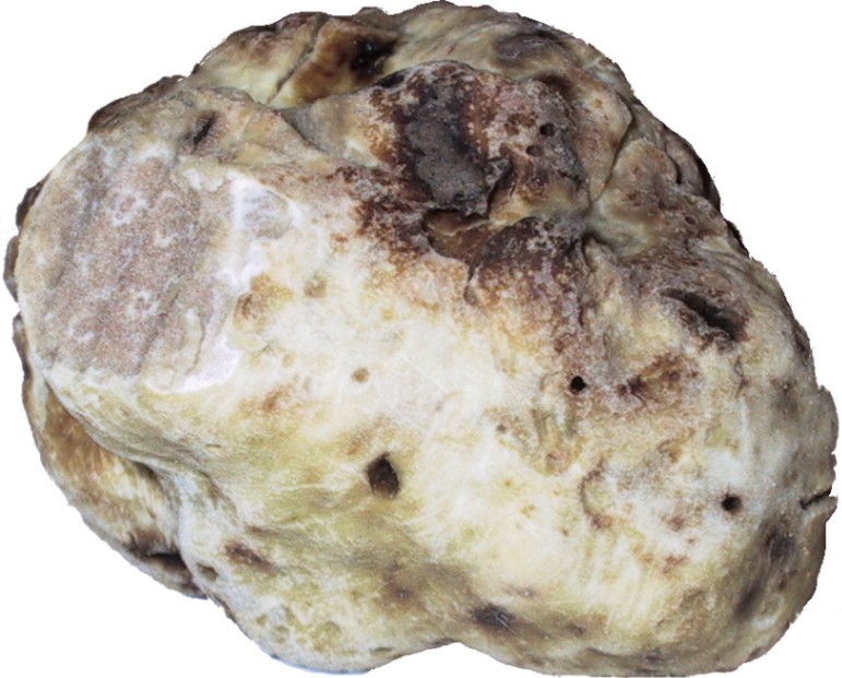 White Truffle