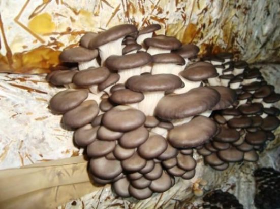 Oyster Mushrooms Spores Heirloom for Planting Non GMO