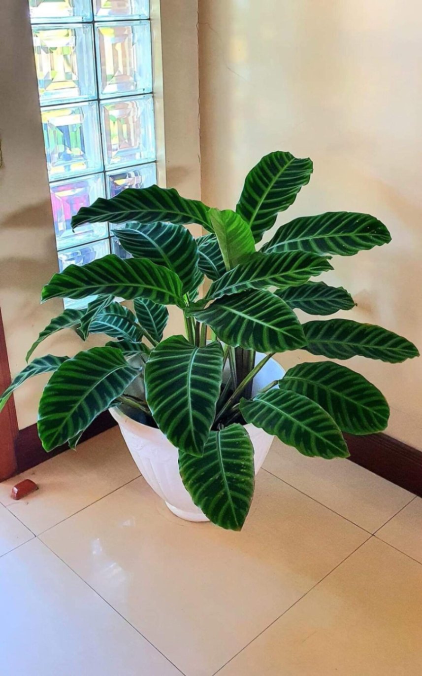 Indoor Plant Lover Gift