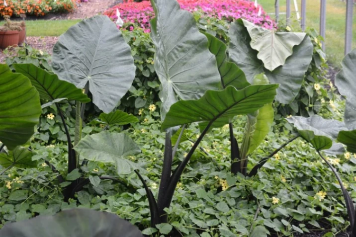 Live Alocasia "Dark Star" Starter Plant - USA Seller