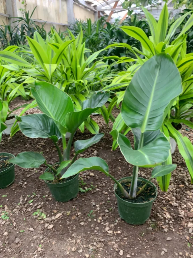 Bird of Paradise Plant: Tropical Indoor Houseplant - 6" Pot- out of stock- returning soon