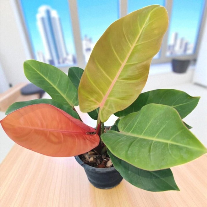 Red Kumarn Live Plant, Tropical Indoor Houseplant