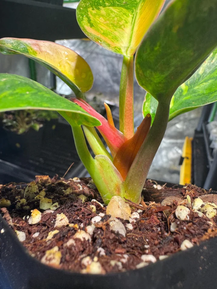 Philodendron green Congo