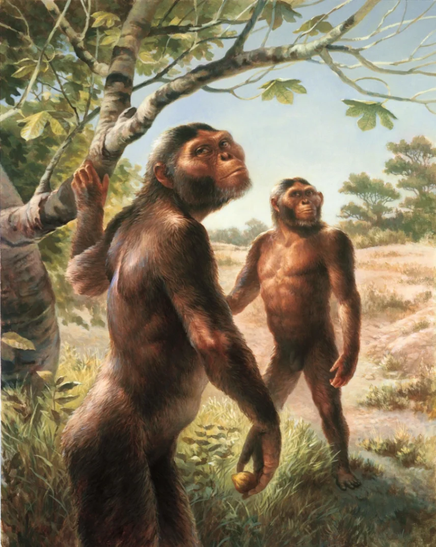 Lucy | Dinkinesh | PALEO-ANTHROPOLOGY · EVOLUTIONARY LEAP