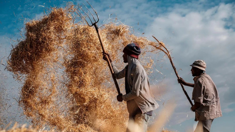 Domesticated Biodiversity | AGRICULTURE · THE CRADLE OF SUSTENANCE