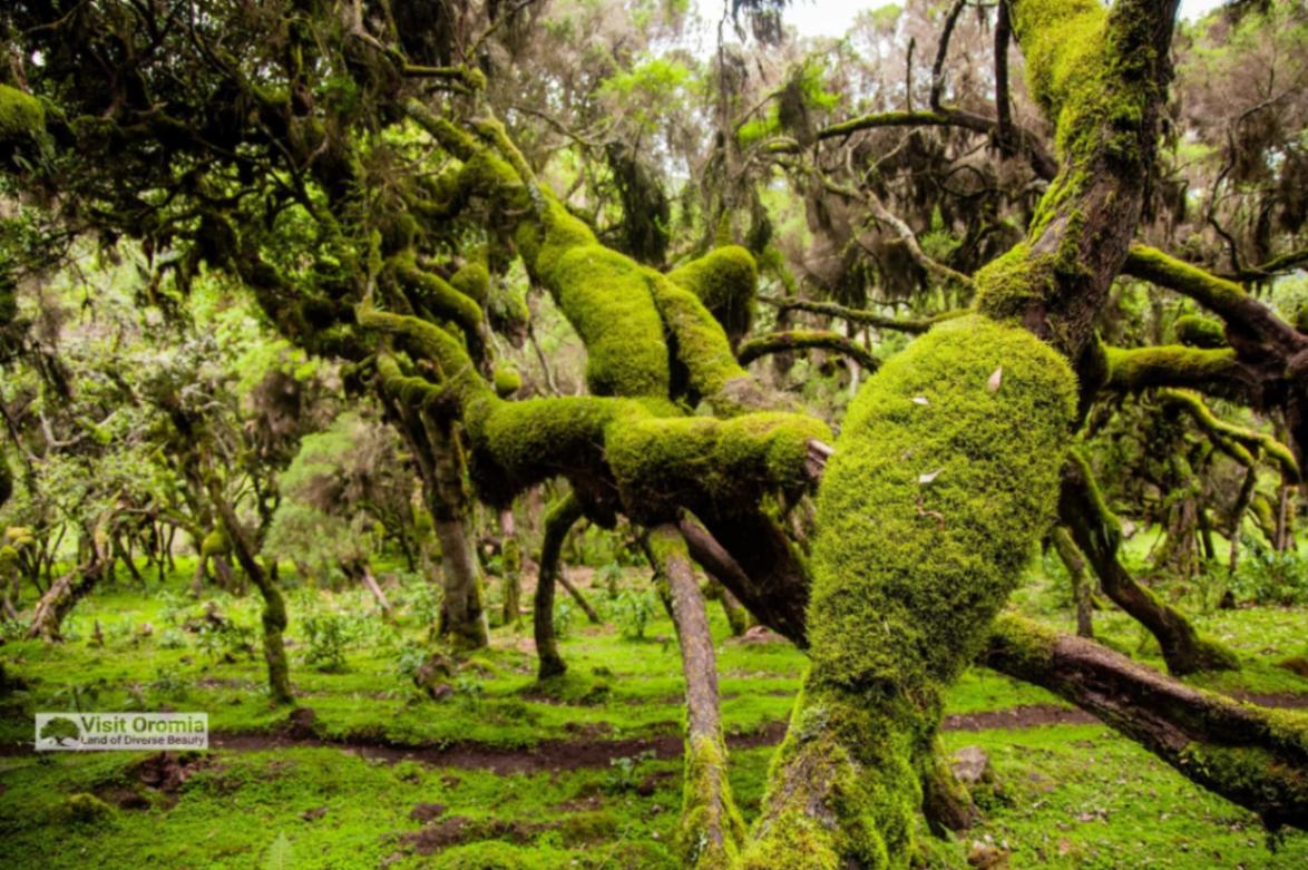 Bale Mountains