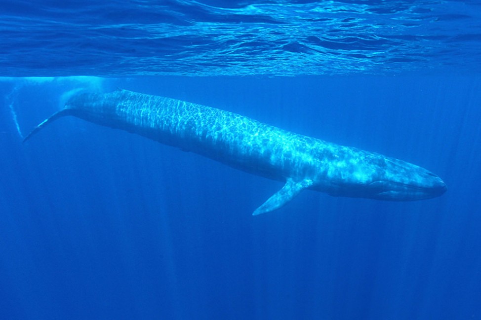Blue Whale