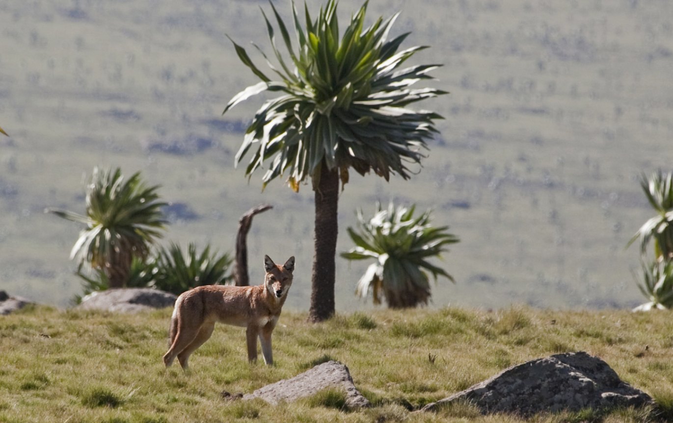 Afro-alpine moorland