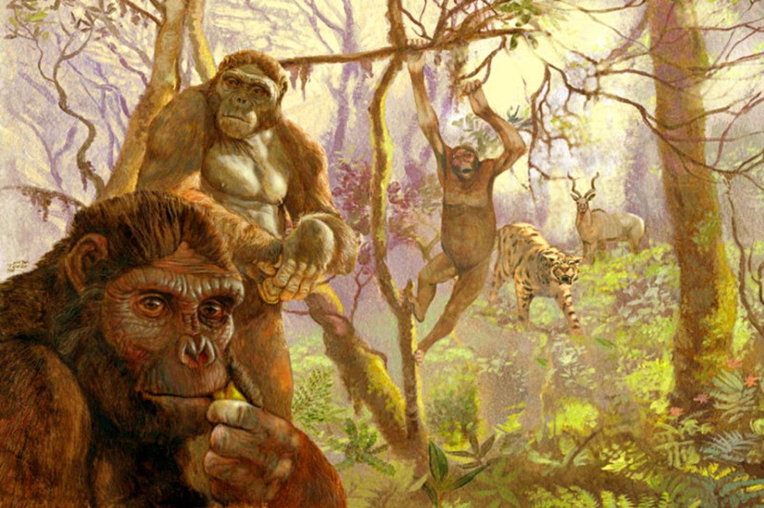 Ardi | PALEO-ANTHROPOLOGY · THE FOREST ANCESTOR